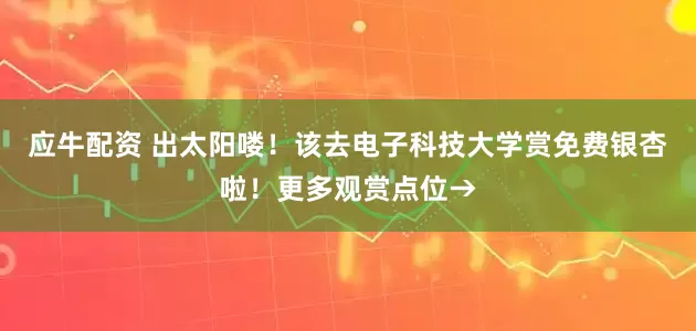 应牛配资 出太阳喽！该去电子科技大学赏免费银杏啦！更多观赏点位→
